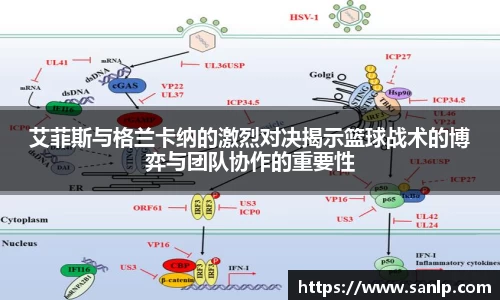 艾菲斯与格兰卡纳的激烈对决揭示篮球战术的博弈与团队协作的重要性